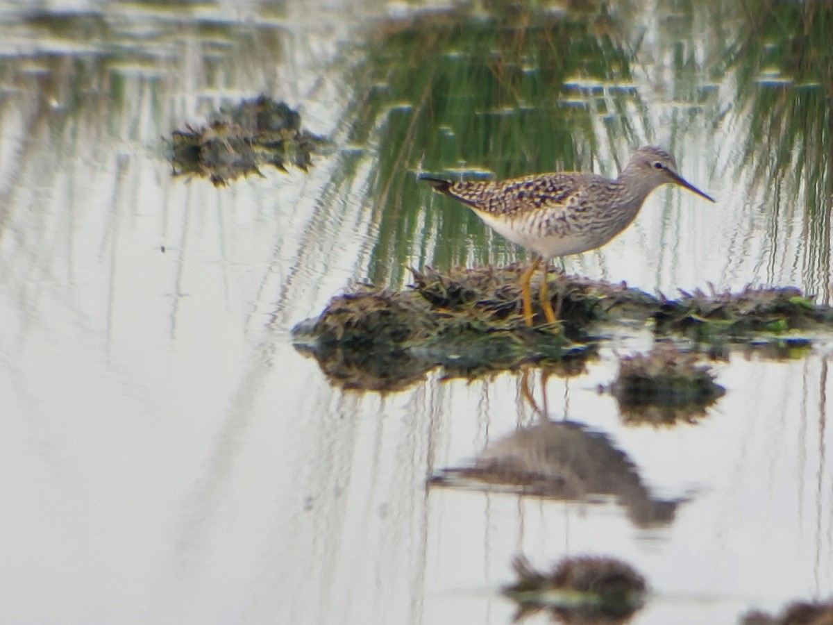 Lesser Yellowlegs - ML563184231