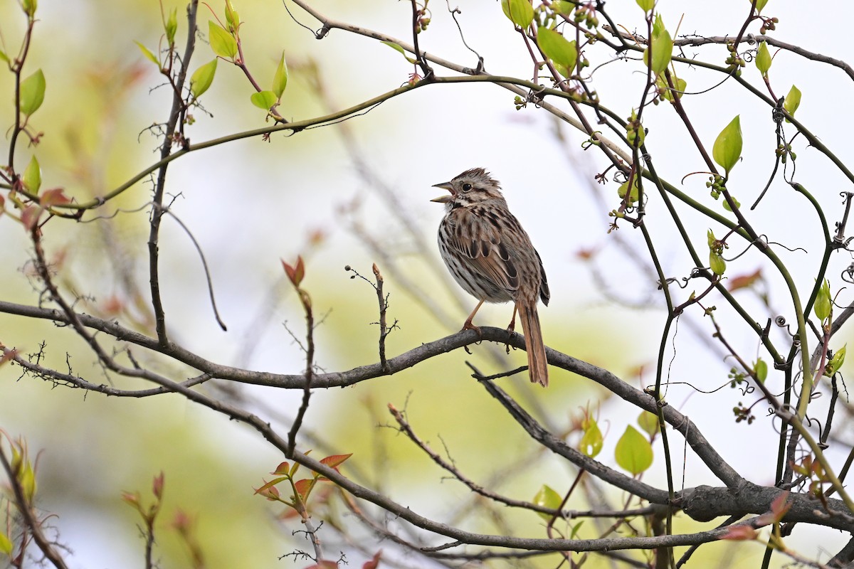 Song Sparrow - ML563184421