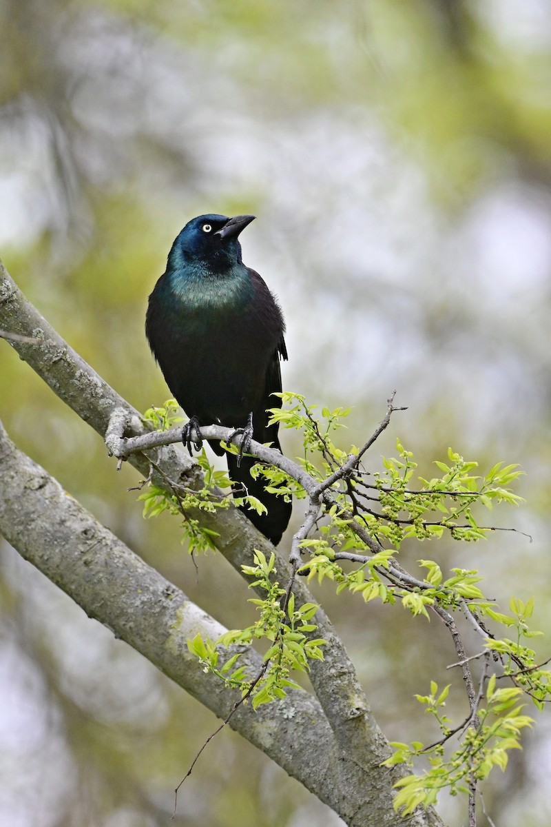 Common Grackle - ML563184721