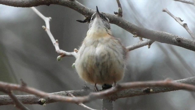 Carolina Wren - ML563184761