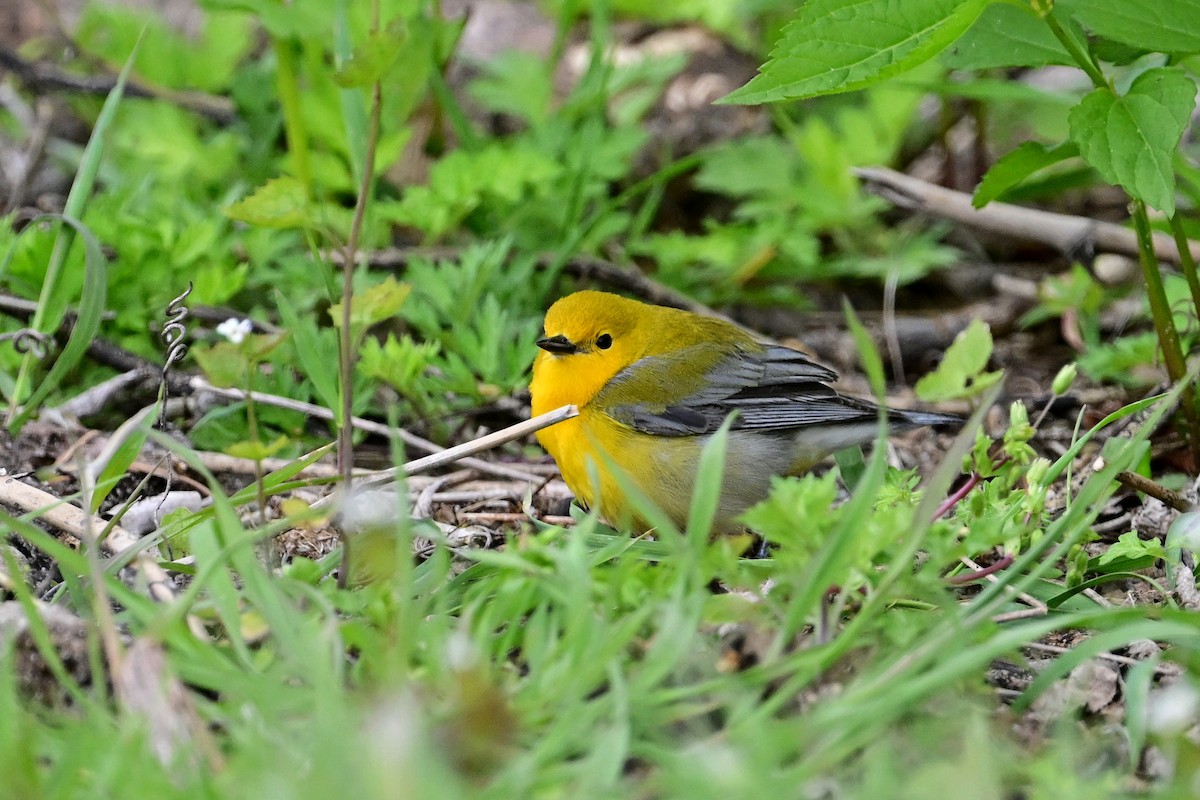 Prothonotary Warbler - ML563184871