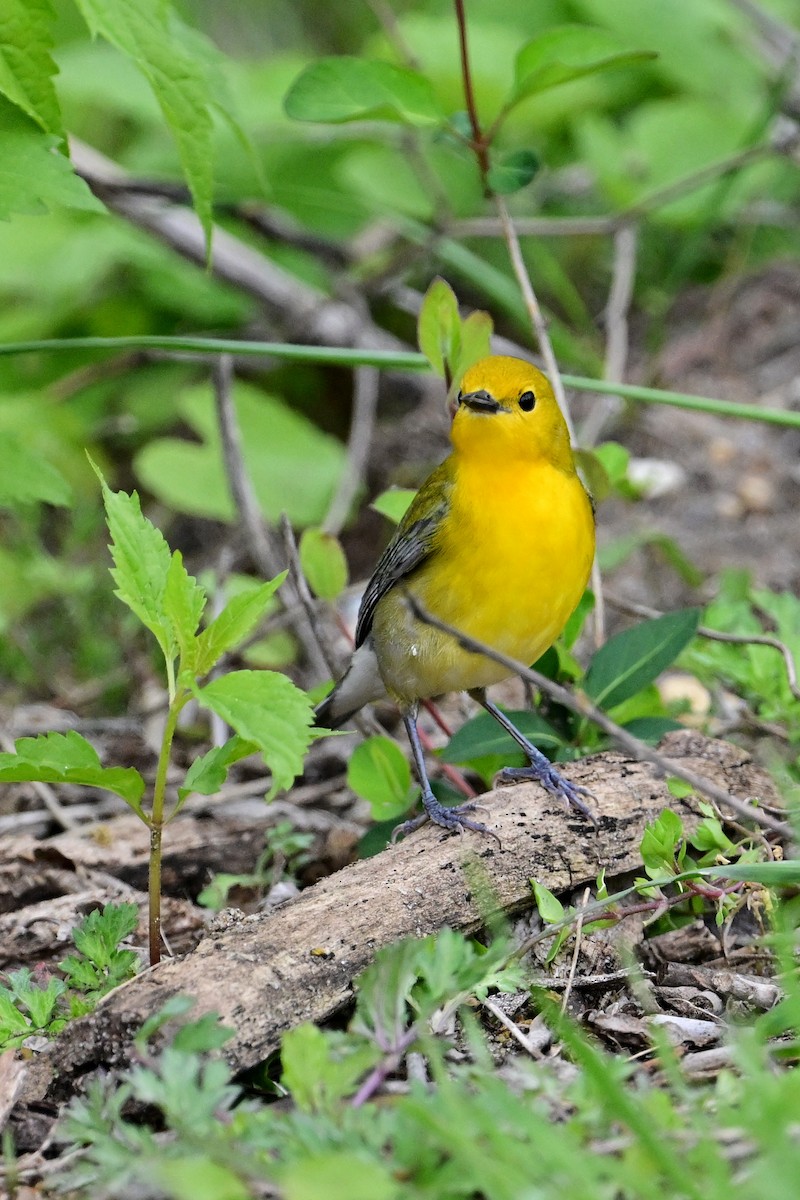 Prothonotary Warbler - Eileen Gibney
