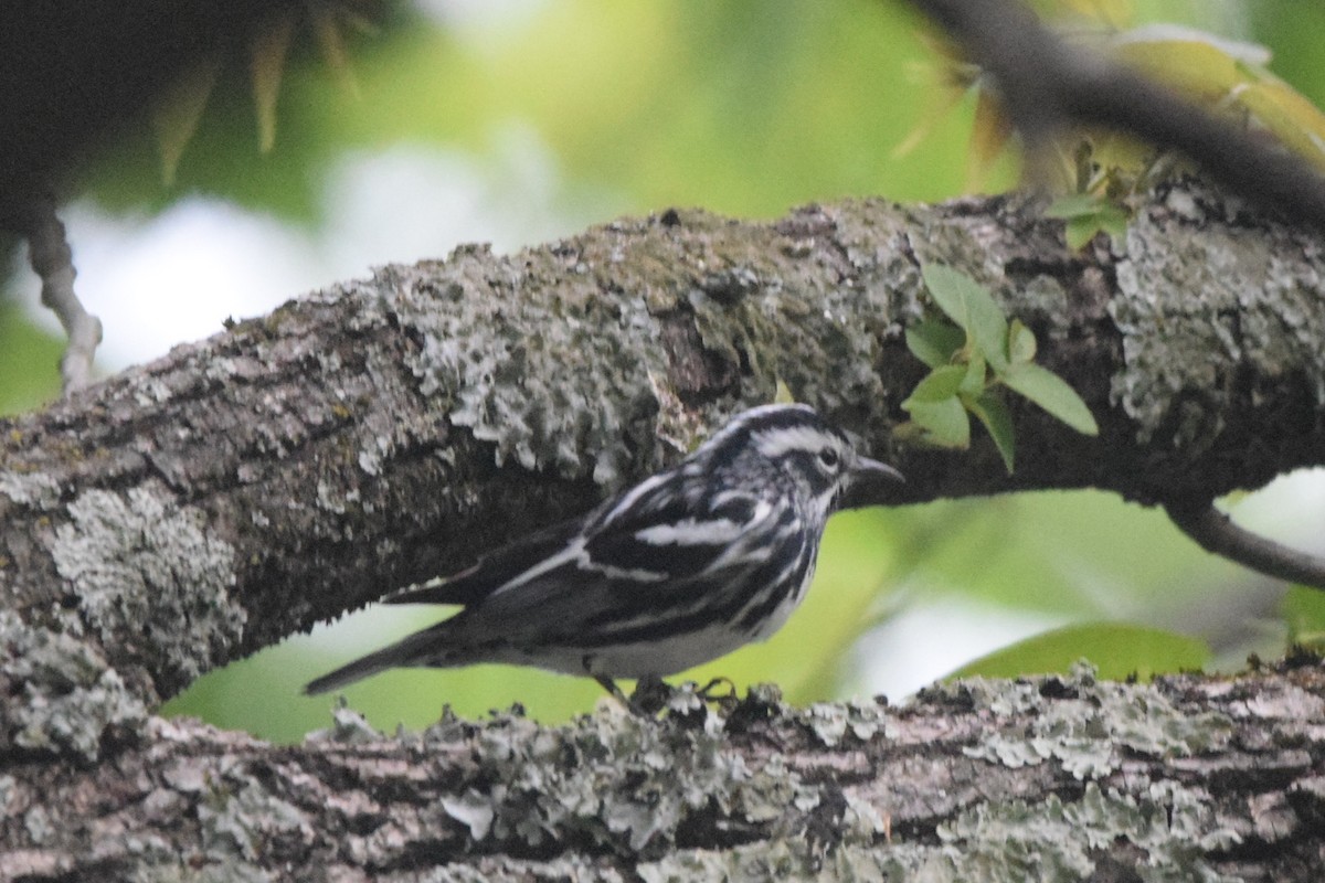 Black-and-white Warbler - ML563185421