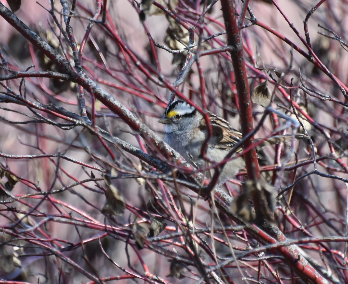White-throated Sparrow - Nancy Boever