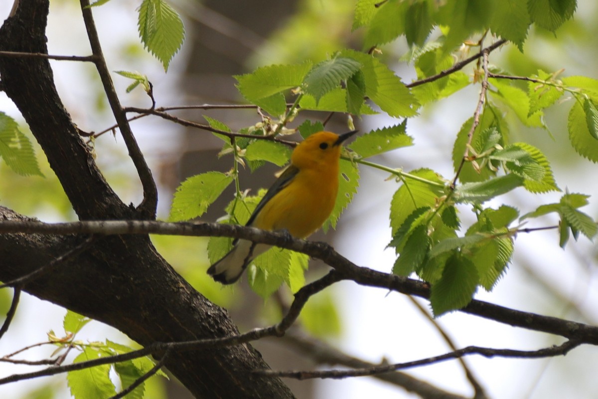 Prothonotary Warbler - ML563185951