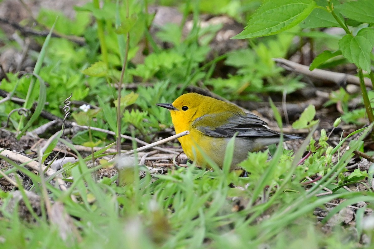 Prothonotary Warbler - ML563185971