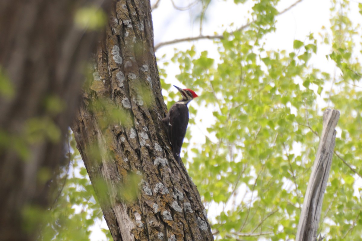 Pileated Woodpecker - ML563186031