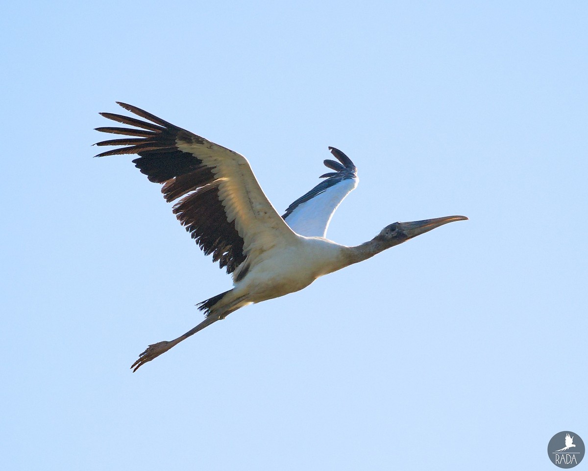 Wood Stork - ML563186571