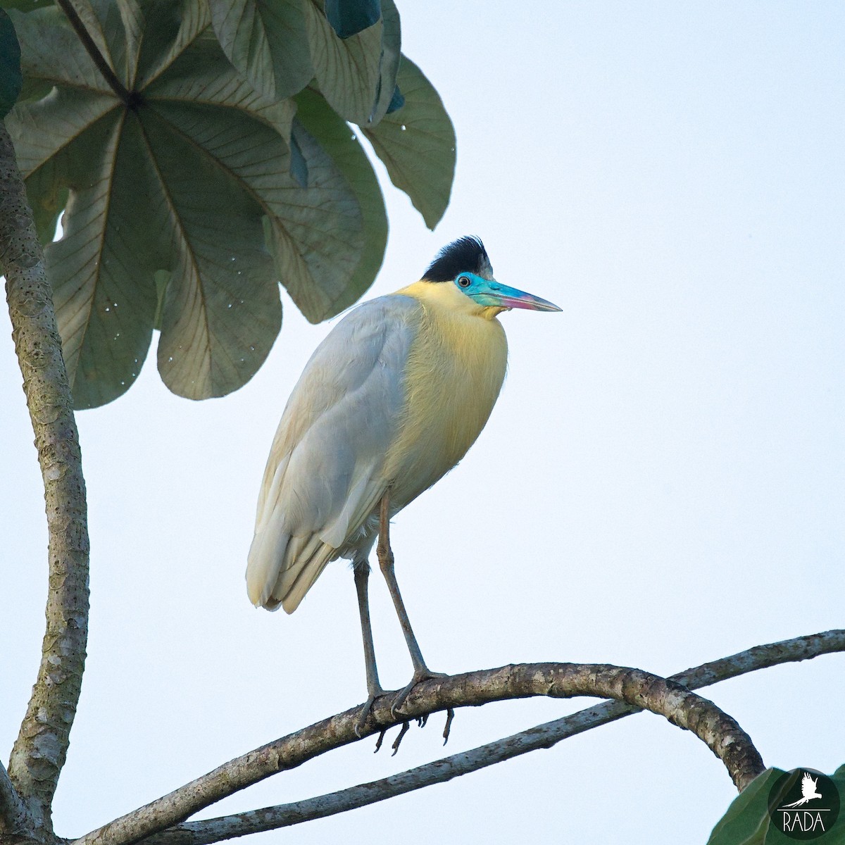 Capped Heron - ML563186691