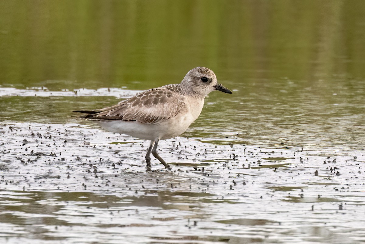 Black-bellied Plover - ML563187661