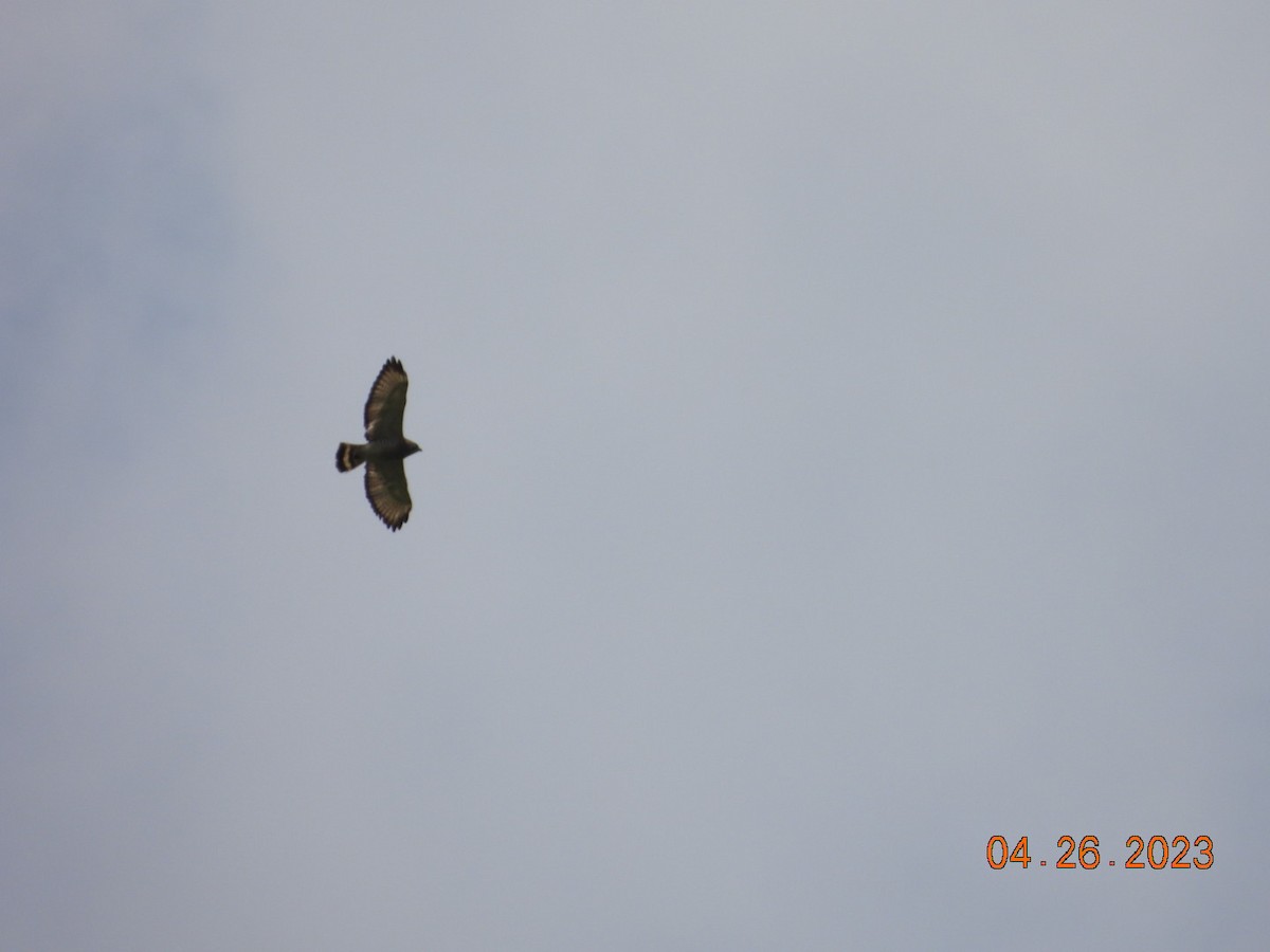 Broad-winged Hawk - ML563187671