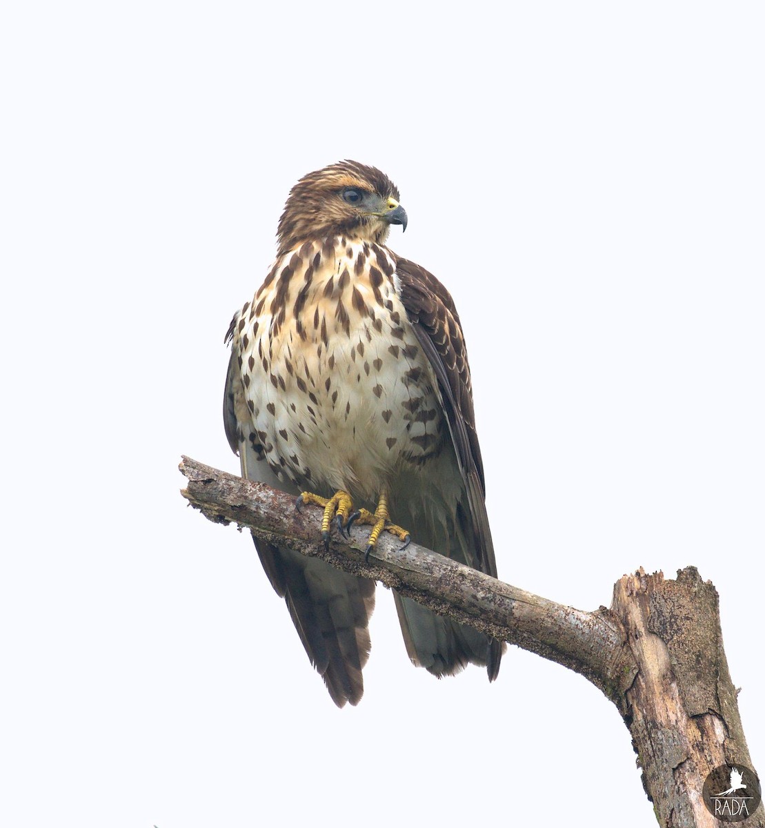 Broad-winged Hawk - Ramón David Ruiz Correa (@rada.birding)