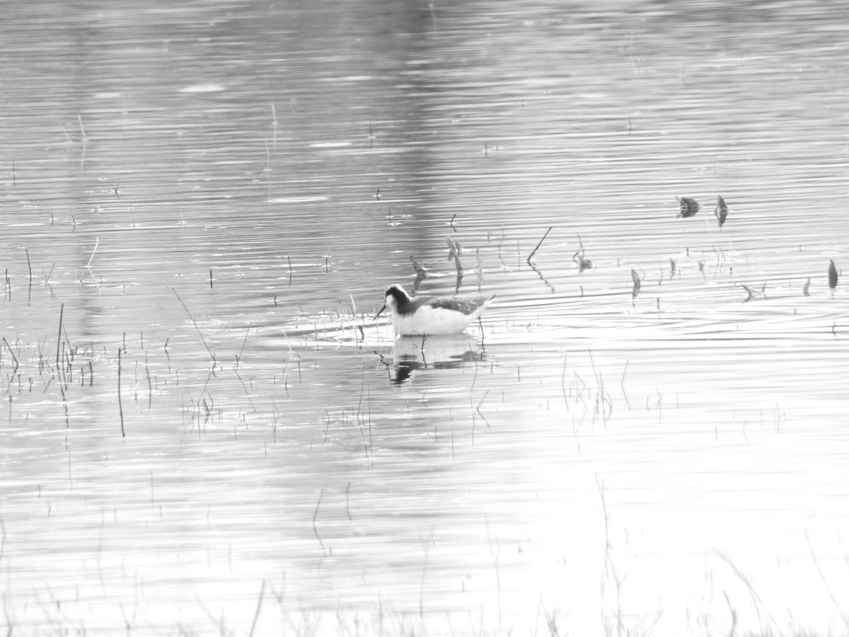 Wilson's Phalarope - M Gaylord