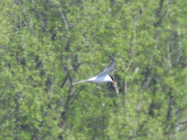 Forster's Tern - ML563189041