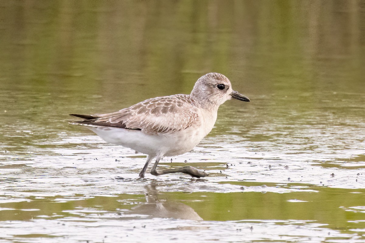 Black-bellied Plover - ML563189091