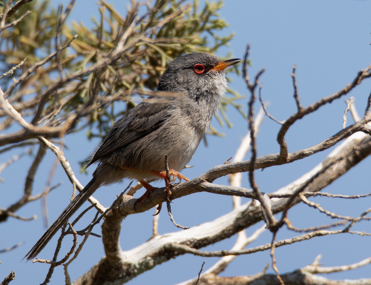 Balearic Warbler - ML563189101