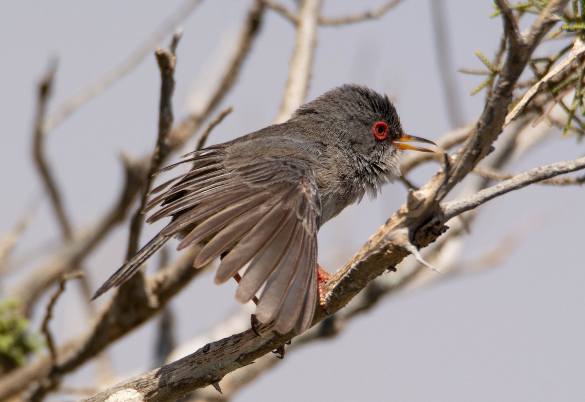 Balearic Warbler - Luis Albero