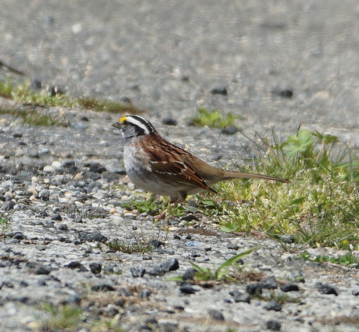 White-throated Sparrow - ML563189651