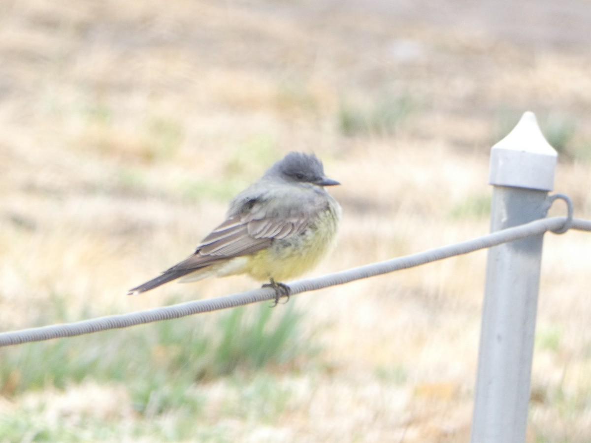 Cassin's Kingbird - ML563189871