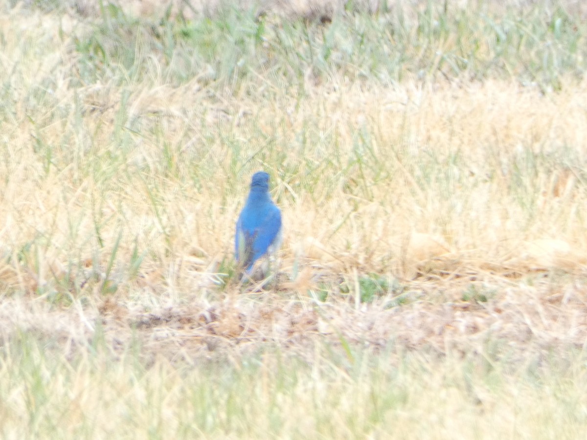 Mountain Bluebird - ML563190031