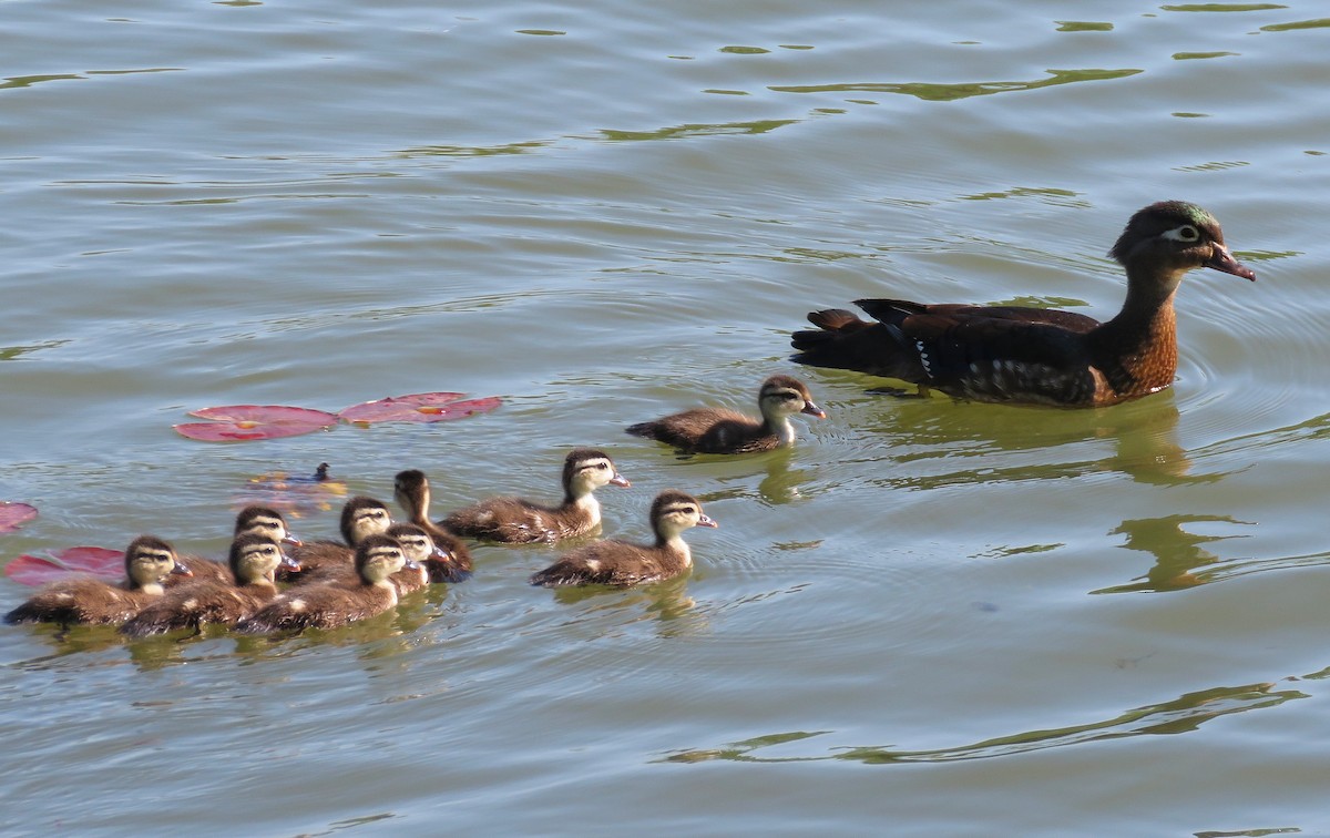 Wood Duck - ML563194581