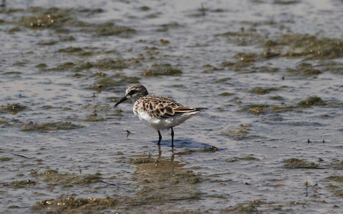 Little Stint - ML563194701