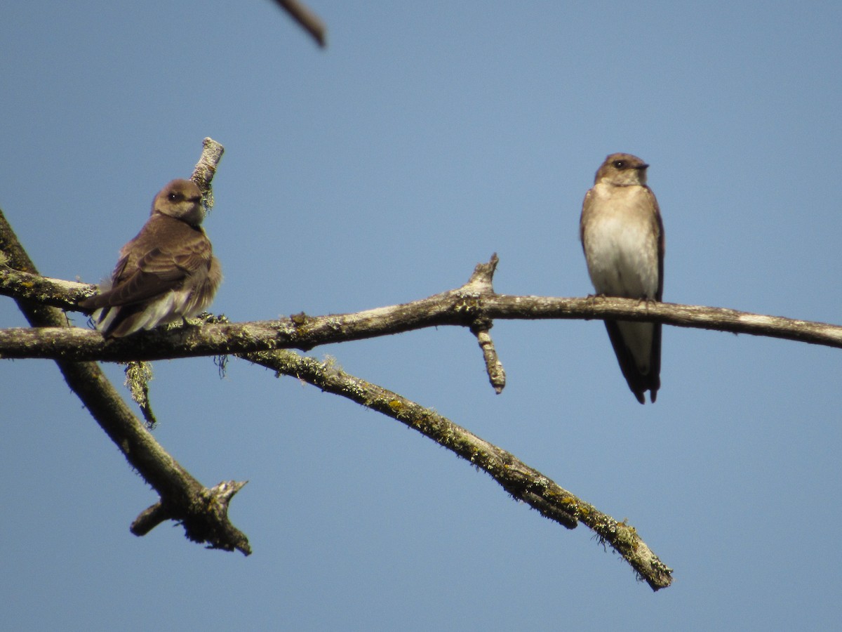 Northern Rough-winged Swallow - Katie Serres