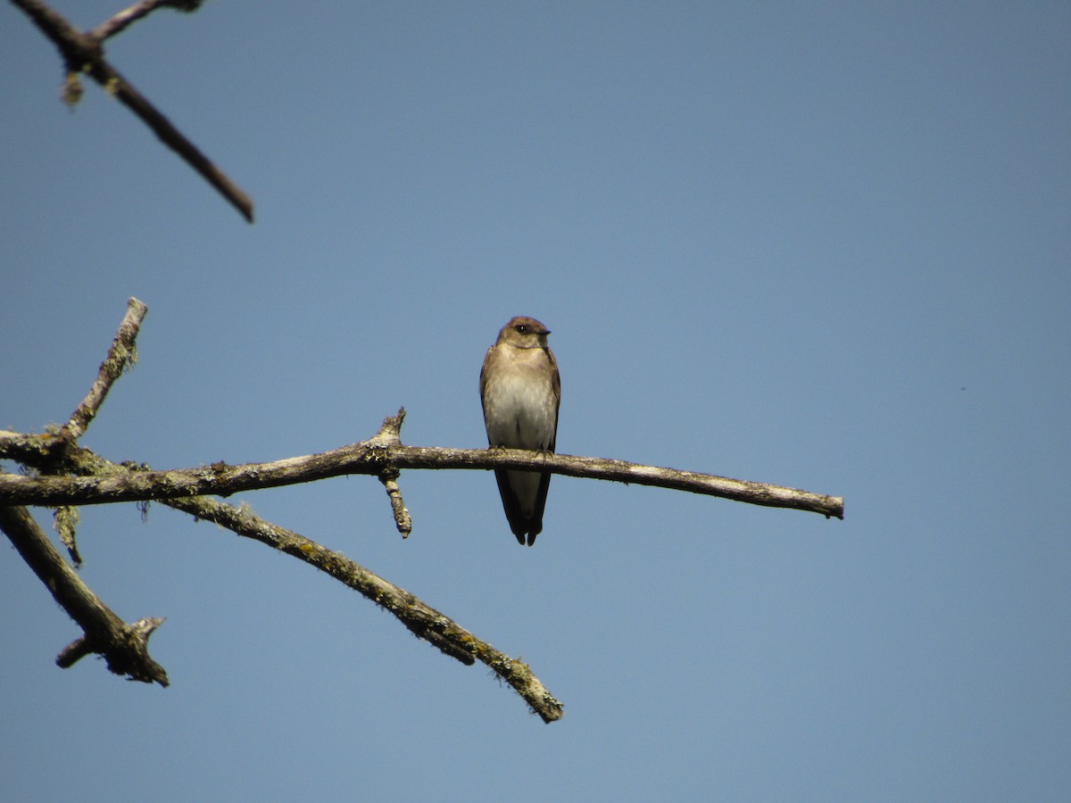 Northern Rough-winged Swallow - Katie Serres