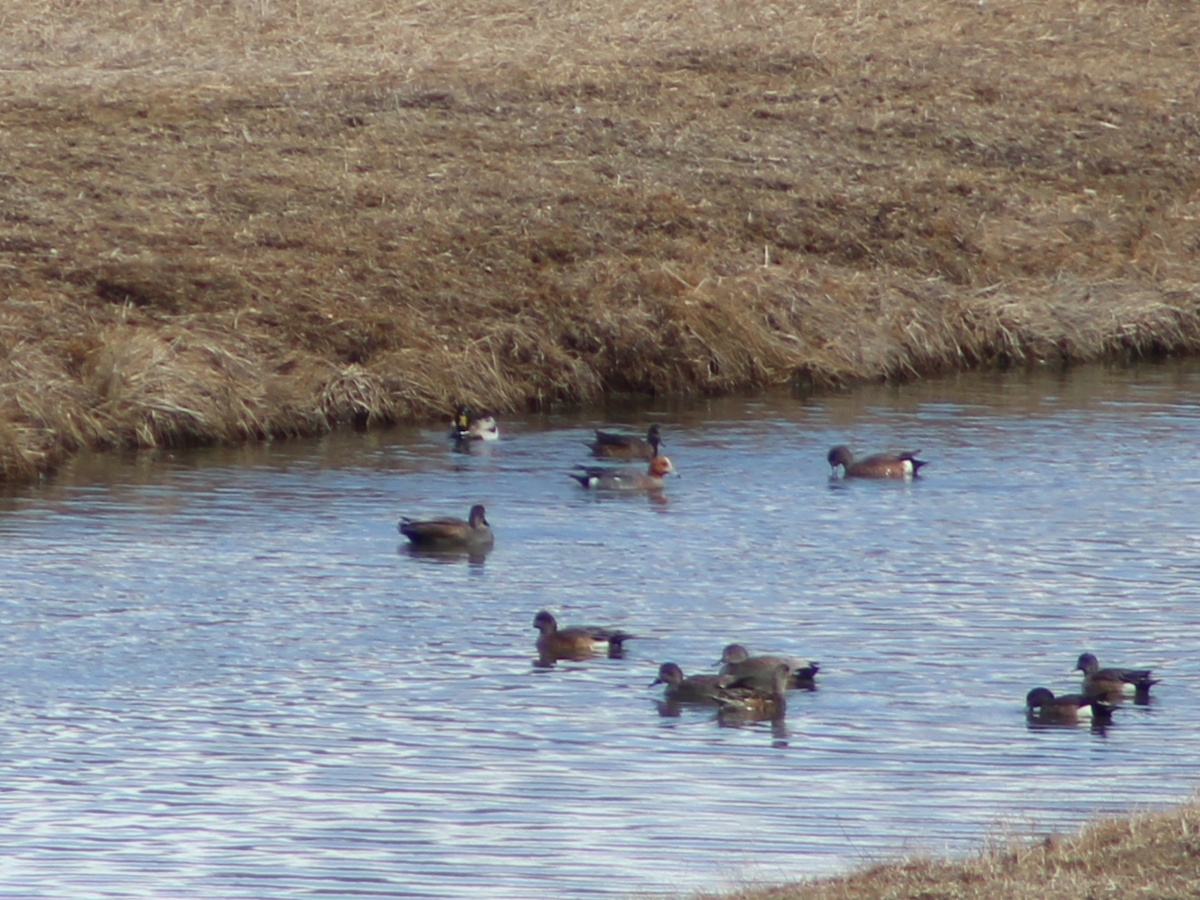 Eurasian Wigeon - ML563198841