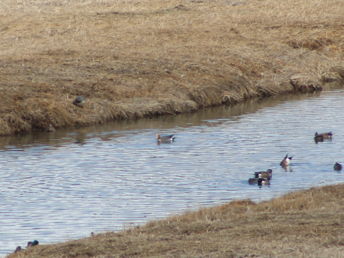 Eurasian Wigeon - ML563198851