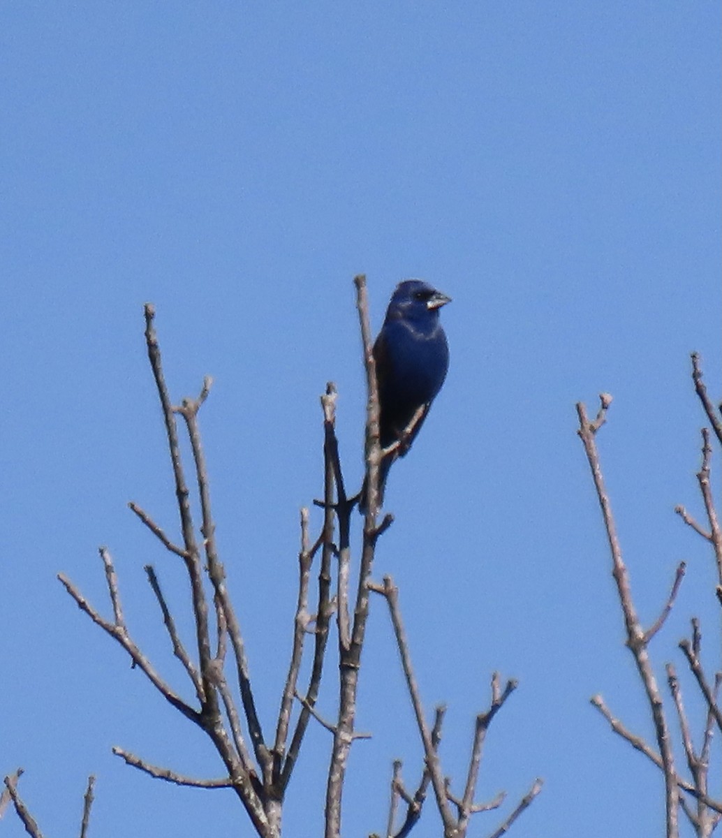 Blue Grosbeak - ML563200291