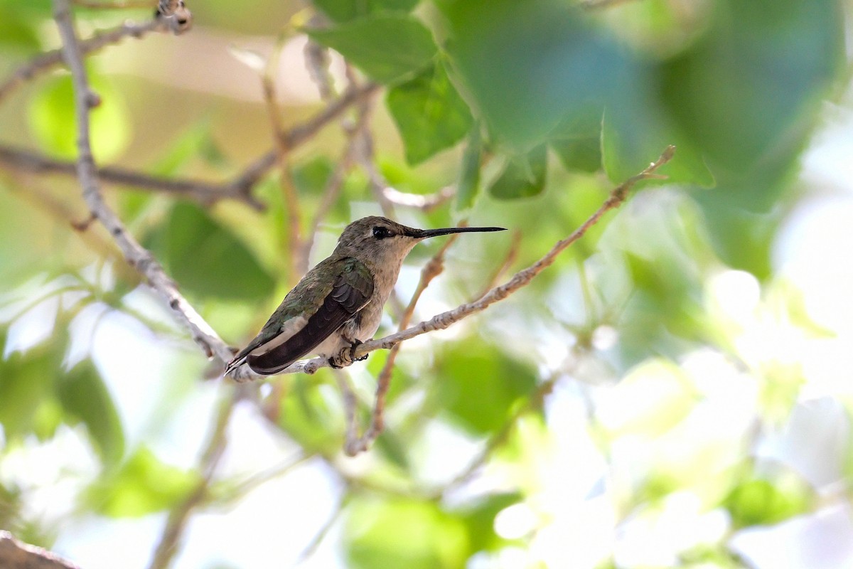 Black-chinned Hummingbird - ML563200441