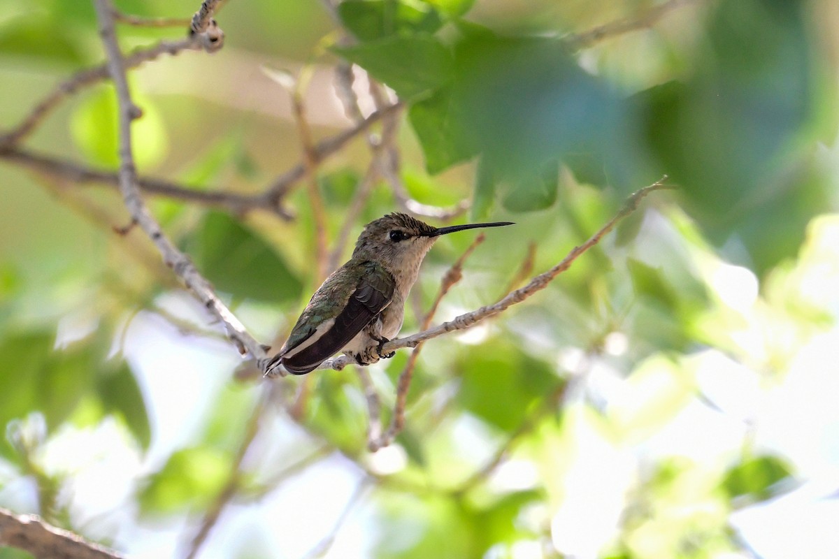 Black-chinned Hummingbird - ML563200451