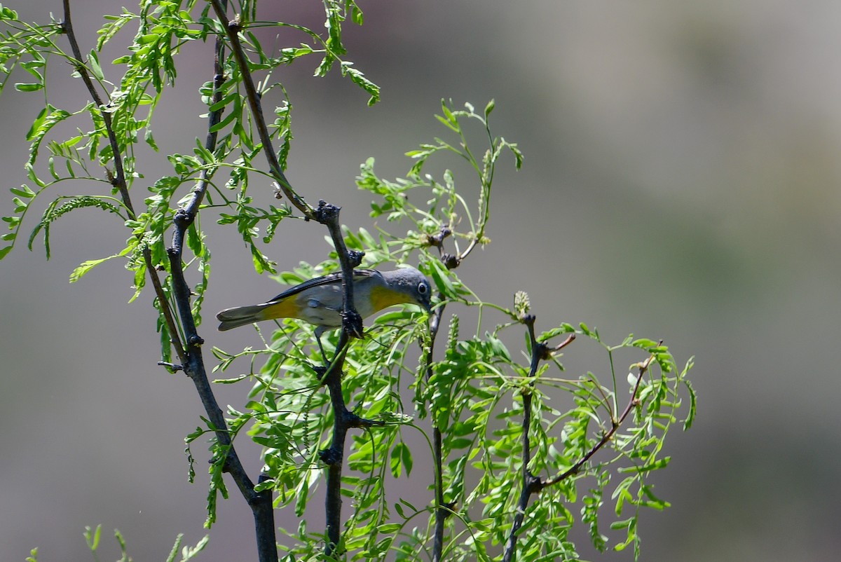 Virginia's Warbler - ML563200481