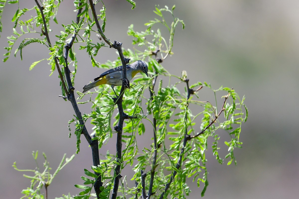 Virginia's Warbler - ML563200501