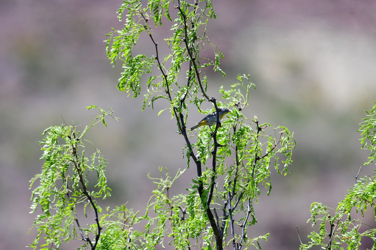 Virginia's Warbler - ML563200511
