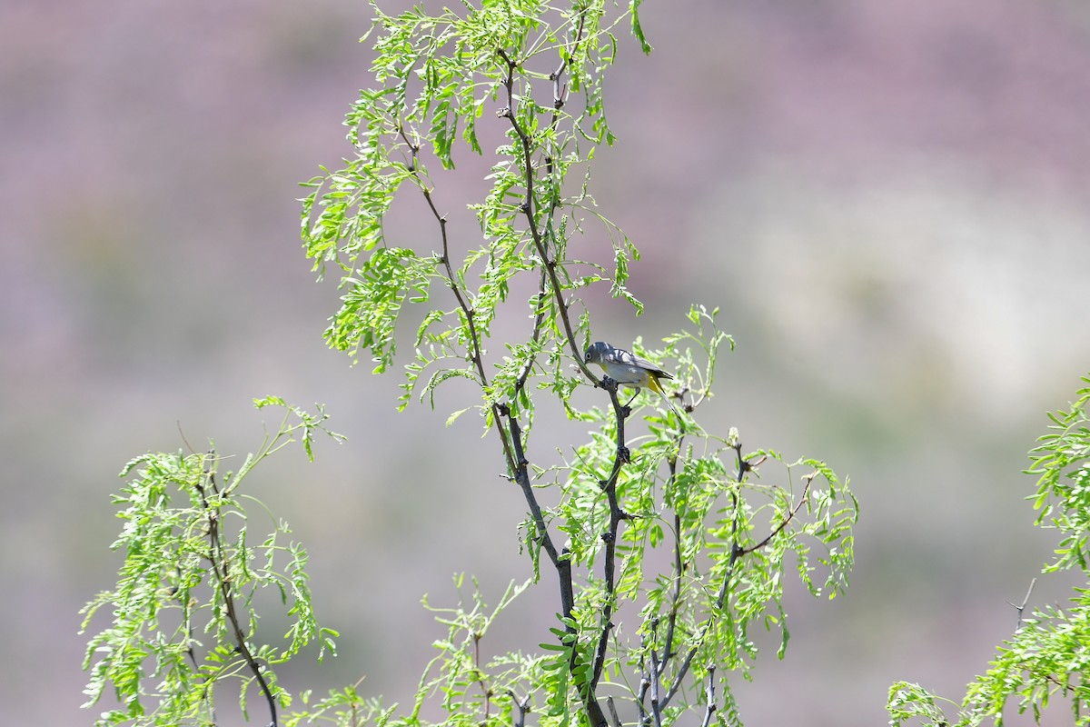 Virginia's Warbler - ML563200521
