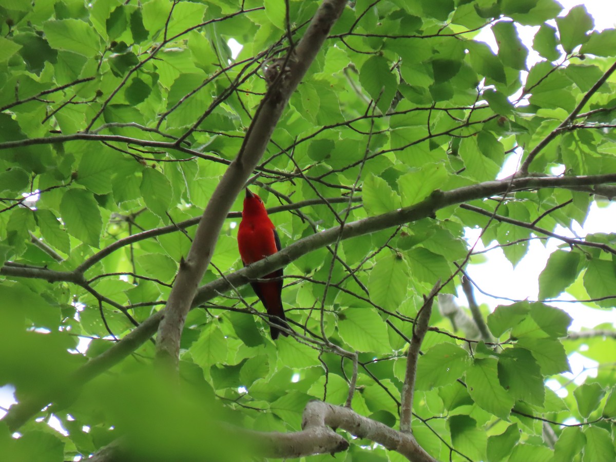 Scarlet Tanager - ML563201231
