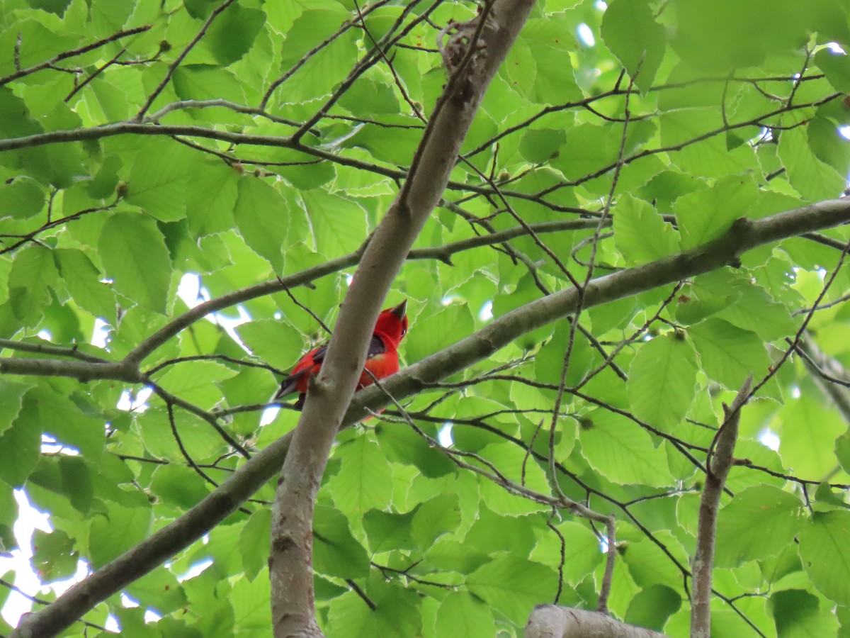 Scarlet Tanager - ML563201241