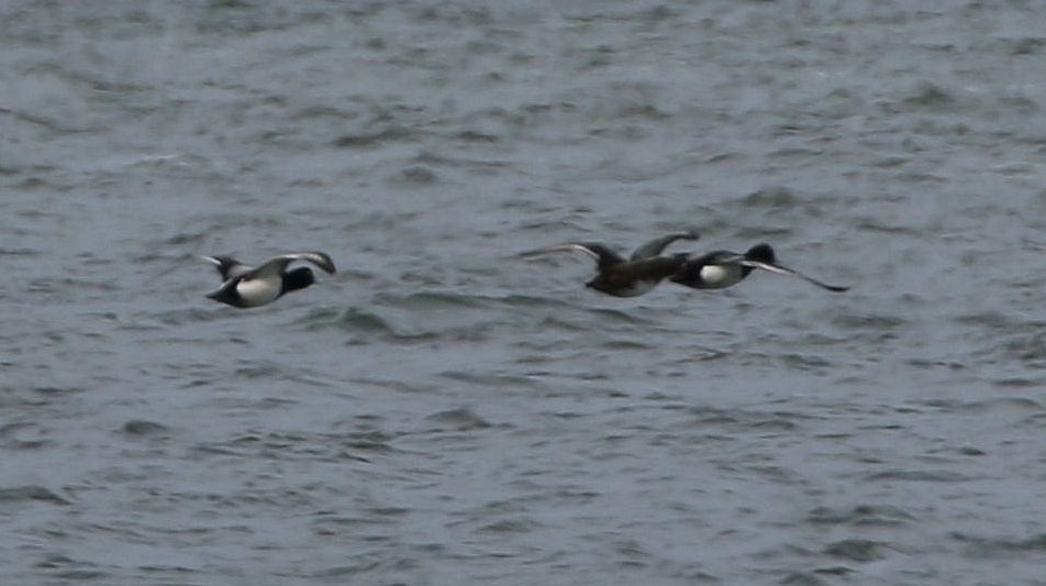 Greater Scaup - ML56320431