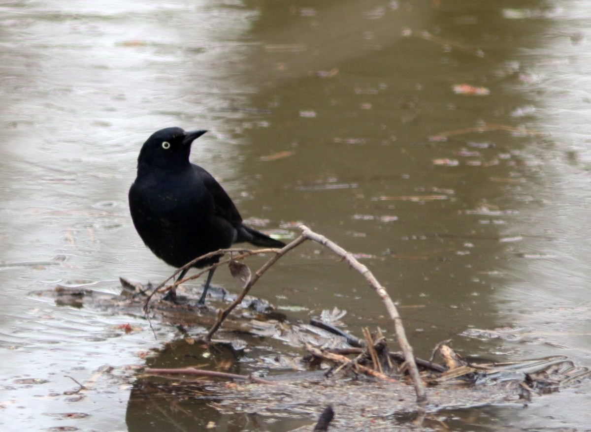 Rusty Blackbird - ML56320531