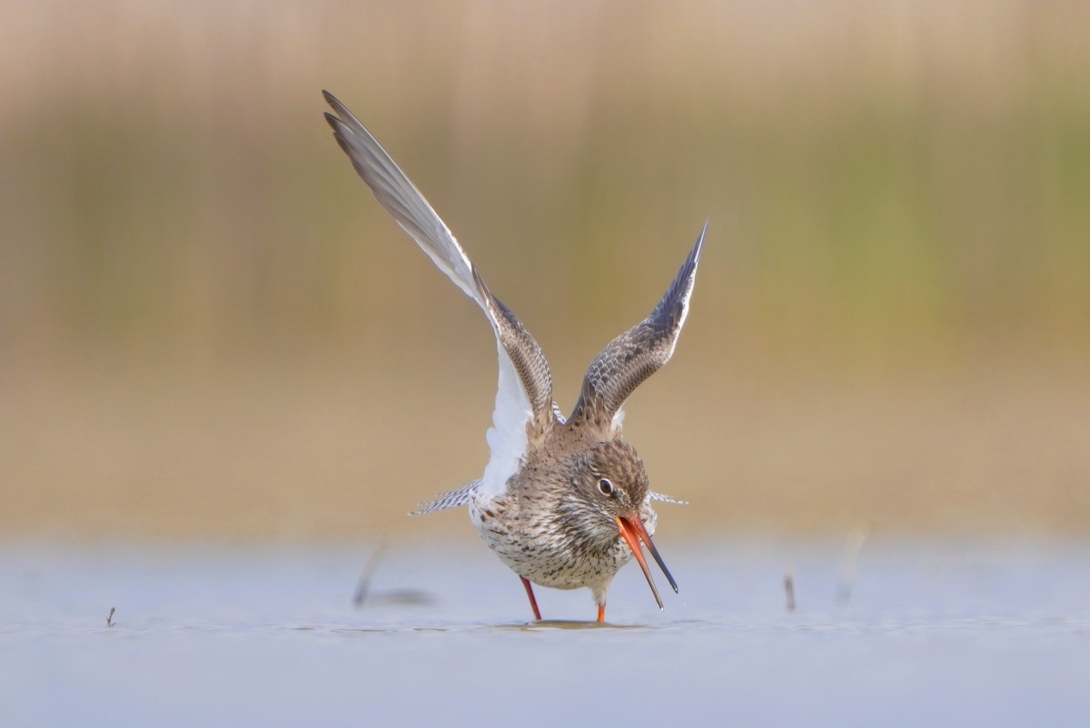 Common Redshank - Paweł Maciszkiewicz