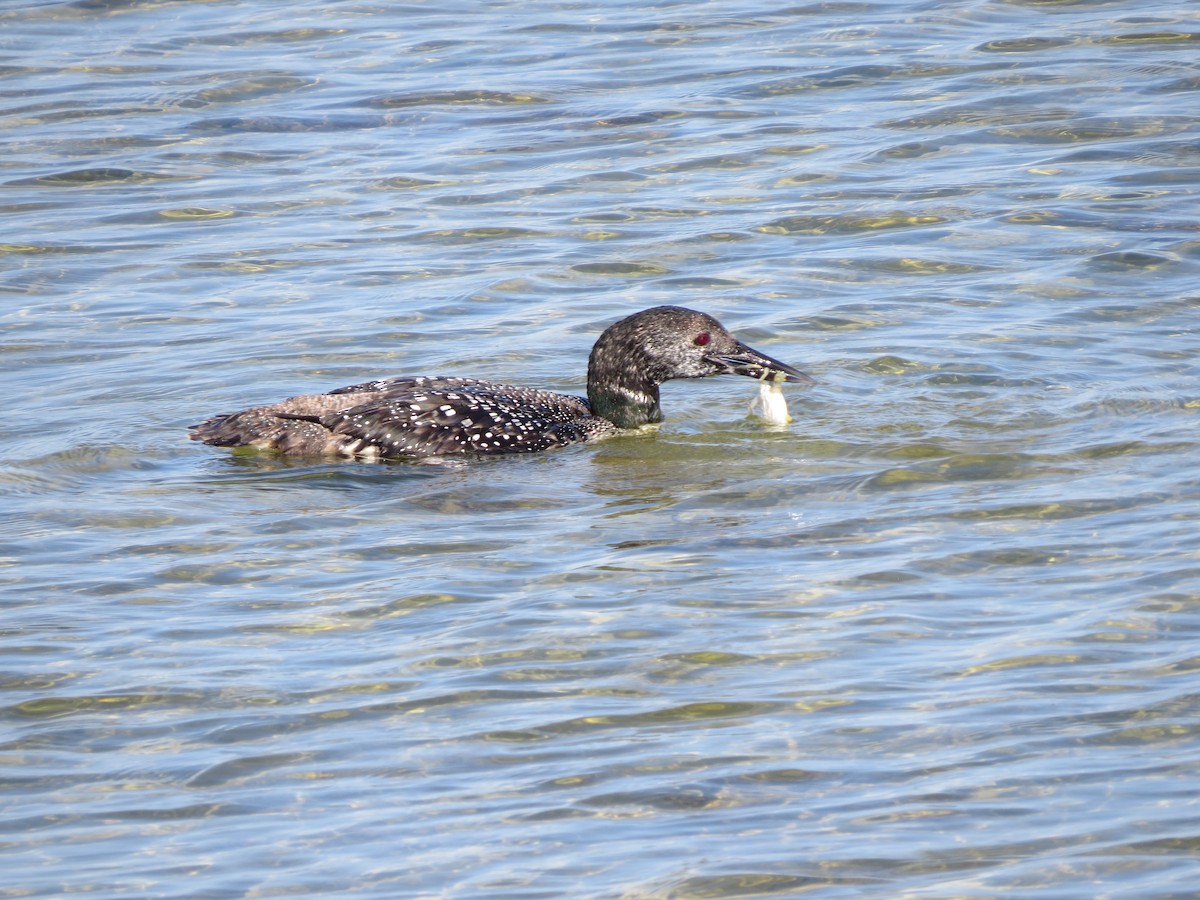 Common Loon - ML563206431