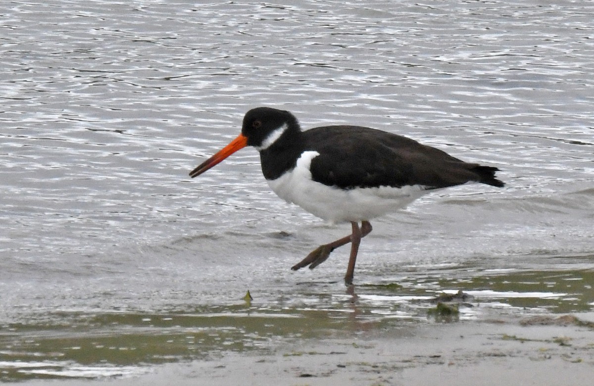 Eurasian Oystercatcher - Michael Hatton