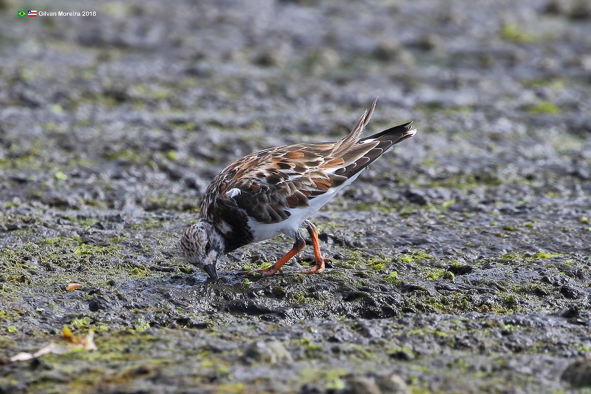 Ruddy Turnstone - ML563208611