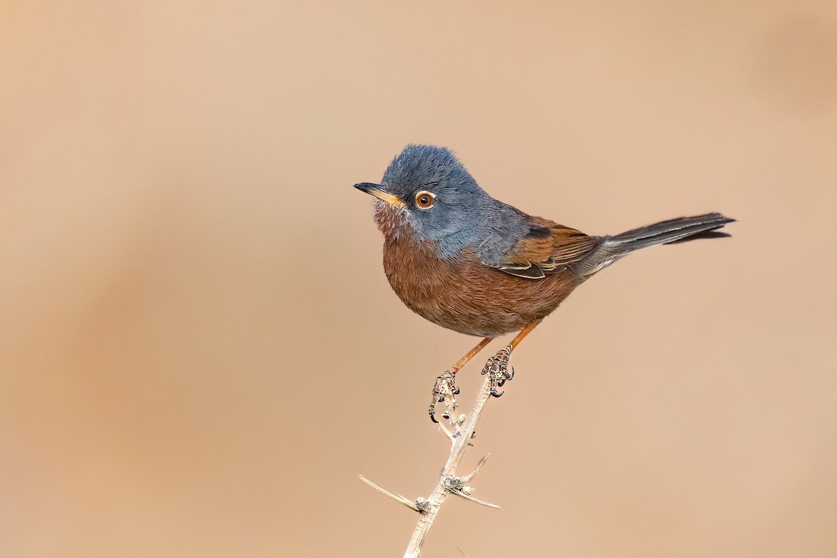 Tristram's Warbler - ML563209051