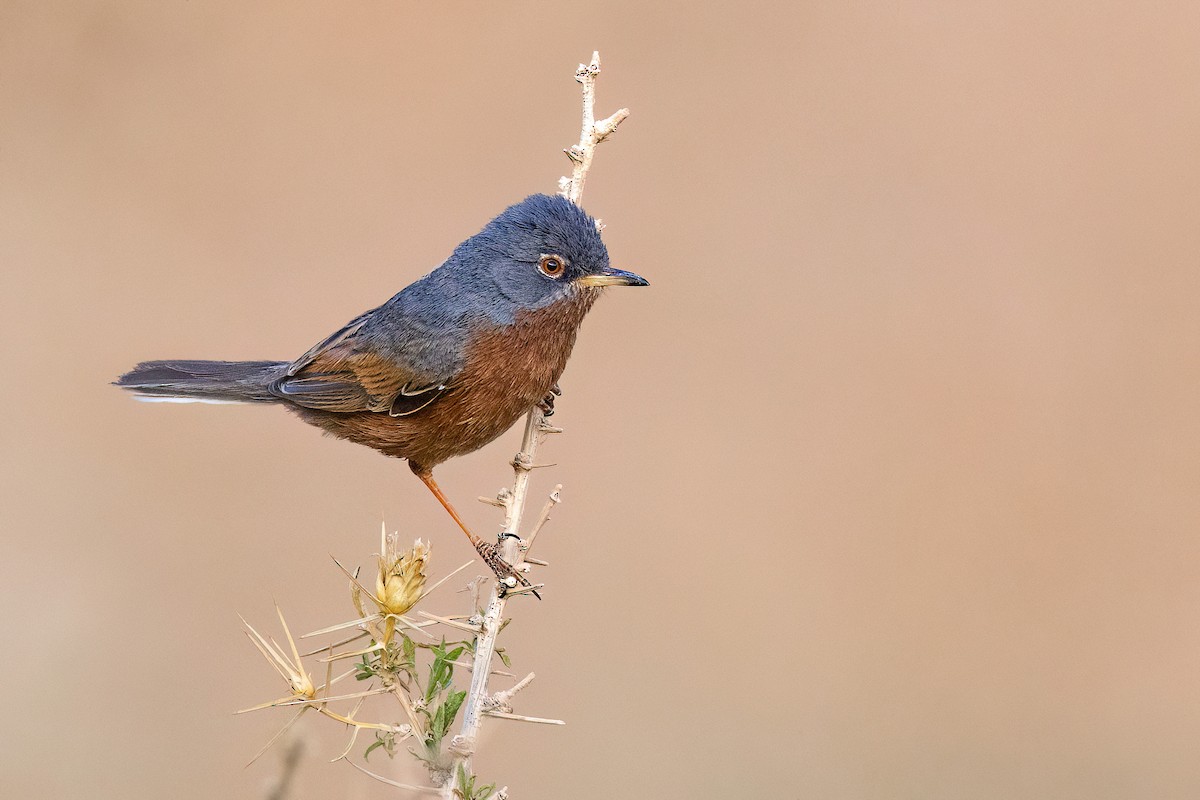 Tristram's Warbler - ML563209061