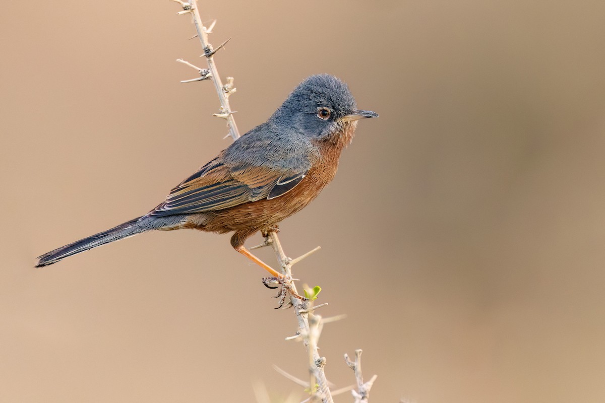 Tristram's Warbler - ML563209071