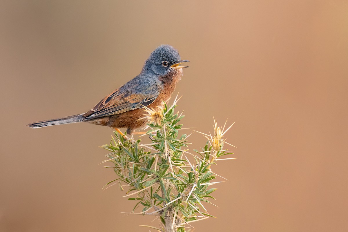 Tristram's Warbler - ML563209091