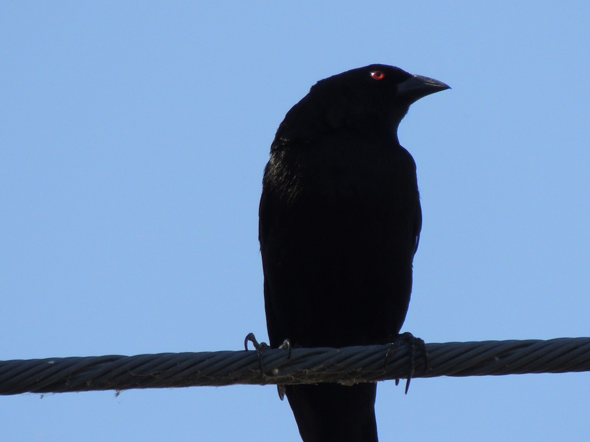 Bronzed Cowbird - ML563210691